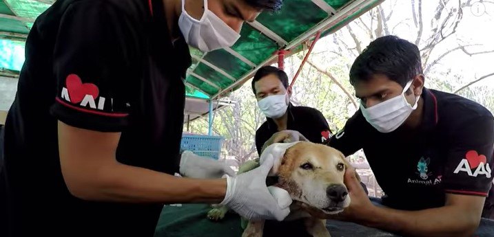 犬に治療します