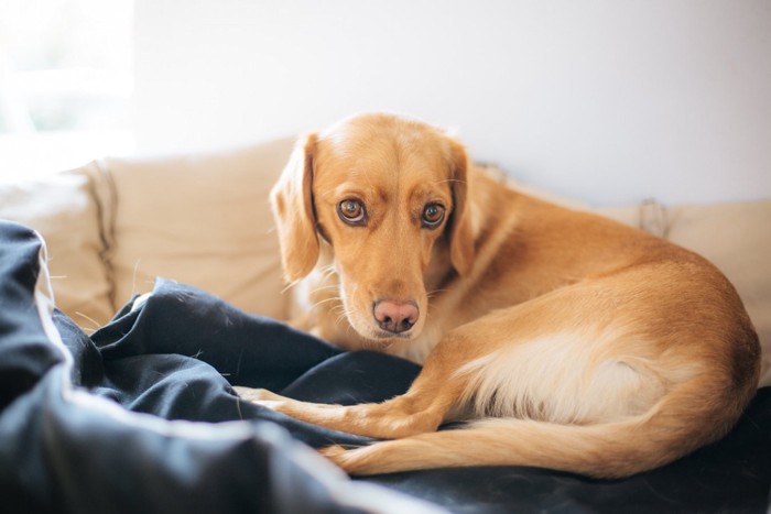 不安な様子で座る犬