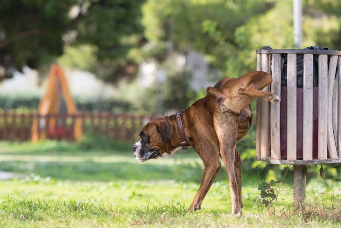 おしっこする犬