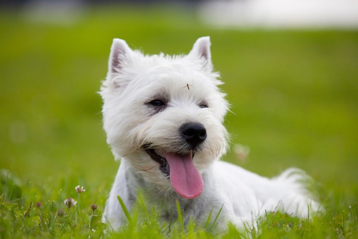 おでこに虫が乗っている白い犬