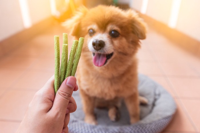 おやつを貰う犬