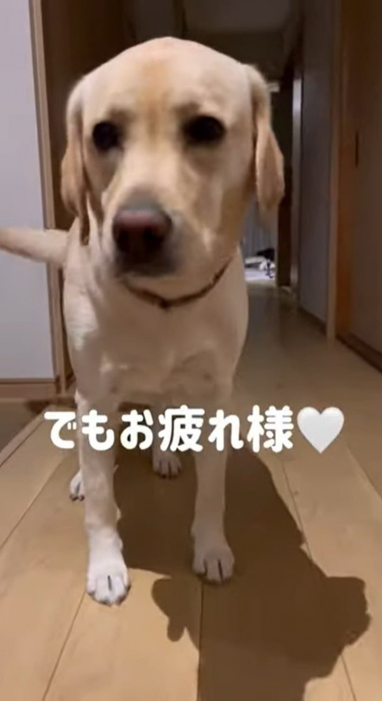 眠そうにこちらを見る犬