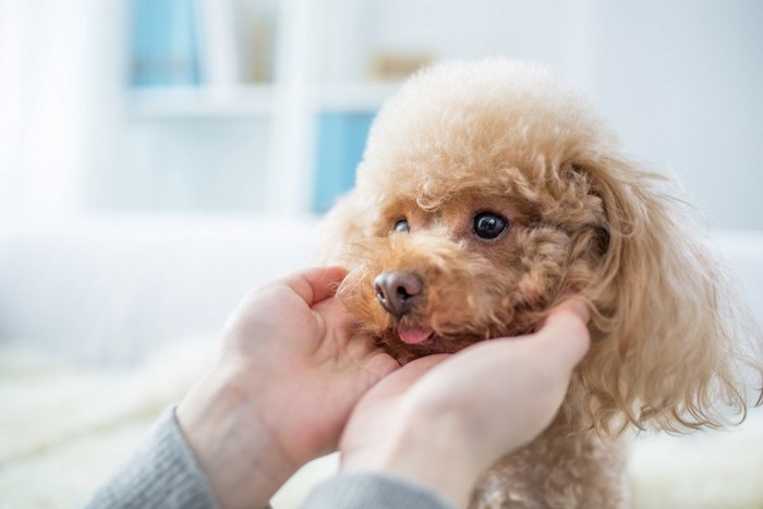 犬を撫でている