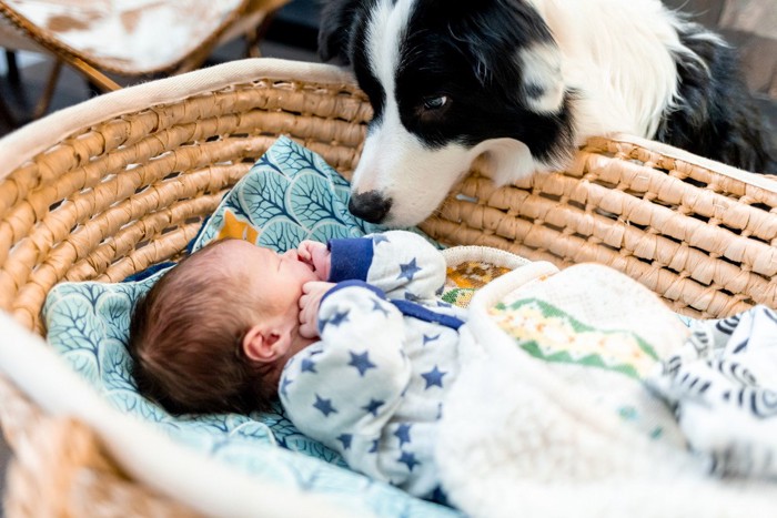 赤ちゃんのにおいを嗅ぐ犬