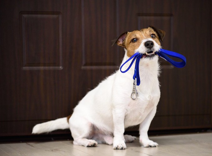 リードを咥えて座る犬