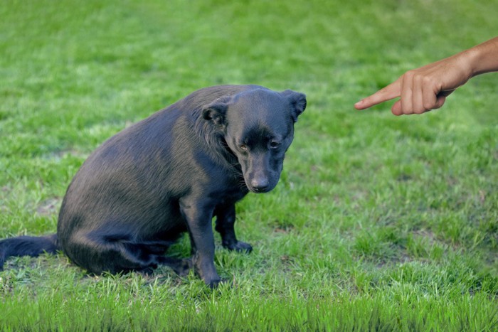 しかられて悲しそうな黒い犬