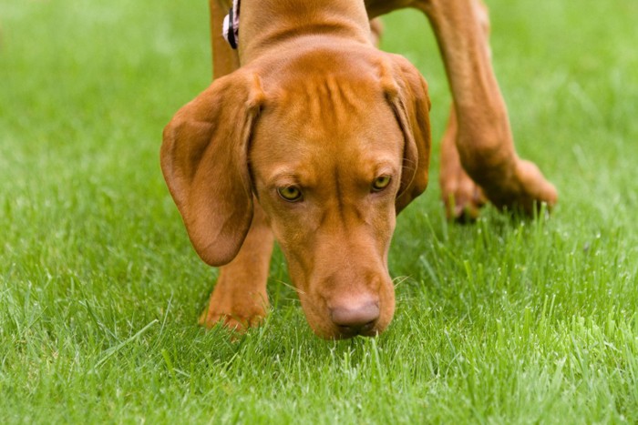 芝生の匂いを嗅ぐ犬