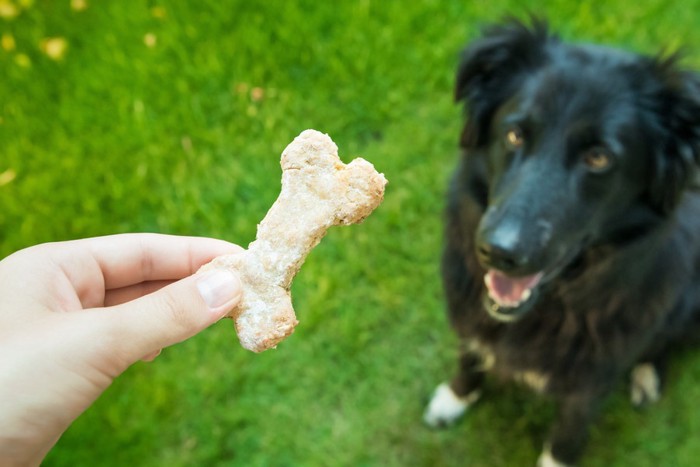 おやつを見つめる犬