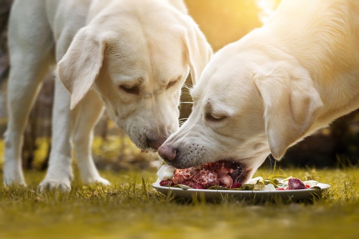 餌を食べる犬