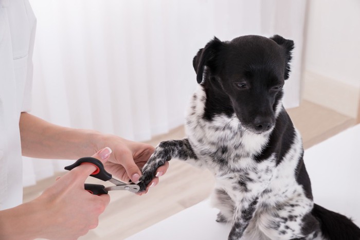 爪を切ってもらう犬