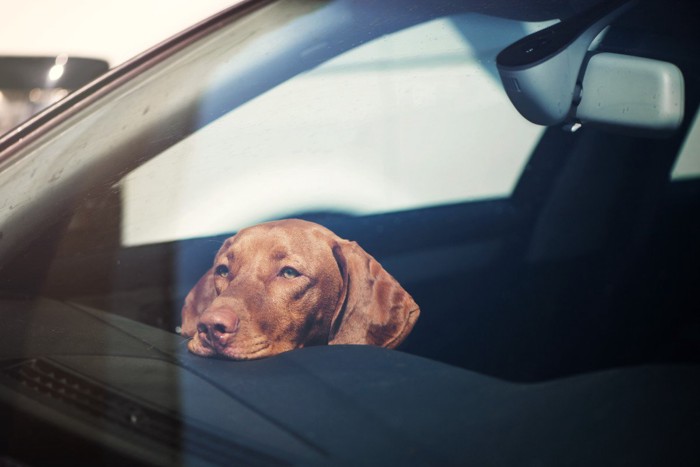 車内で待つ茶色い犬