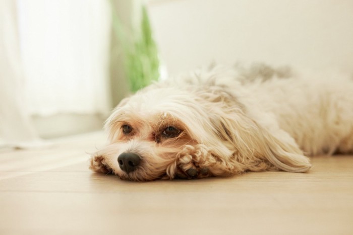 疲れた表情の犬