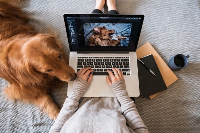 パソコン検索をする人と犬