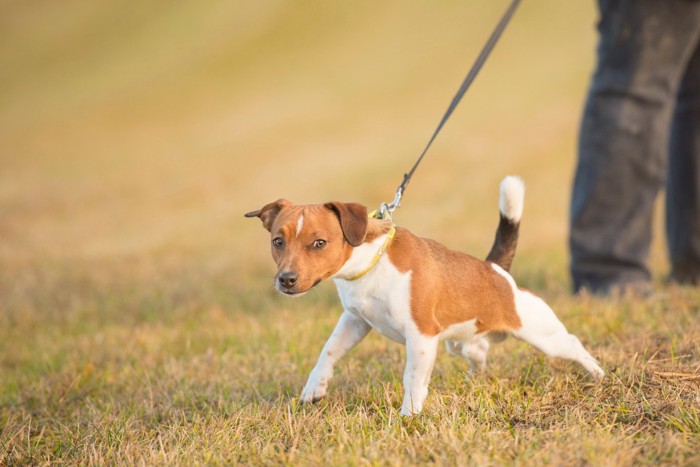 逃げようとする犬