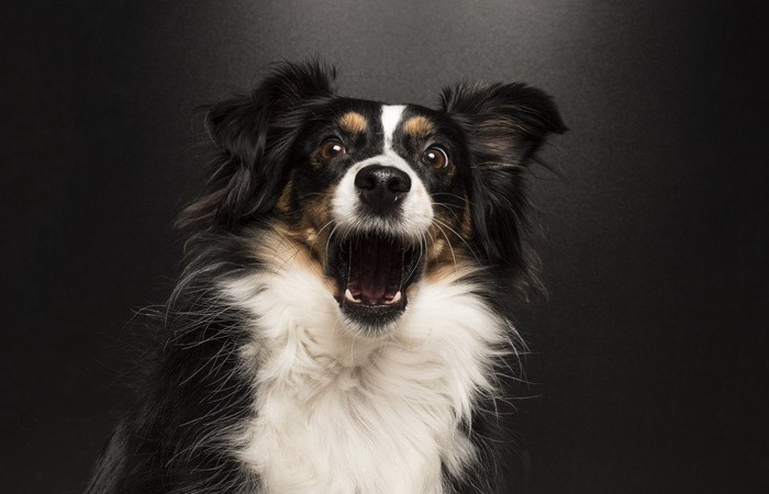 正面を向いてほえる犬