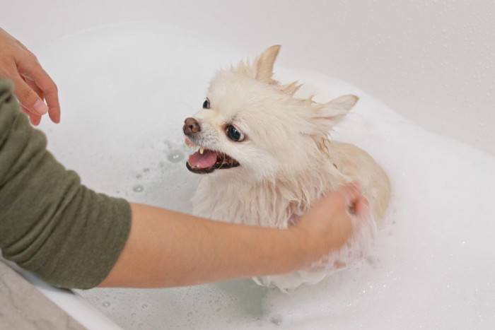 シャンプーに怒る犬