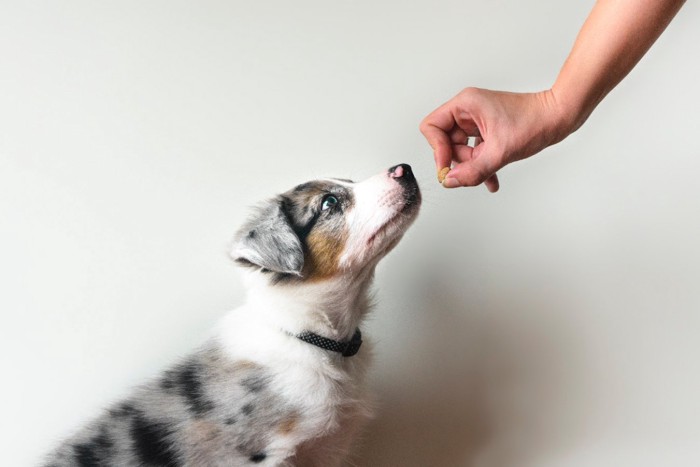 オヤツをもらう犬