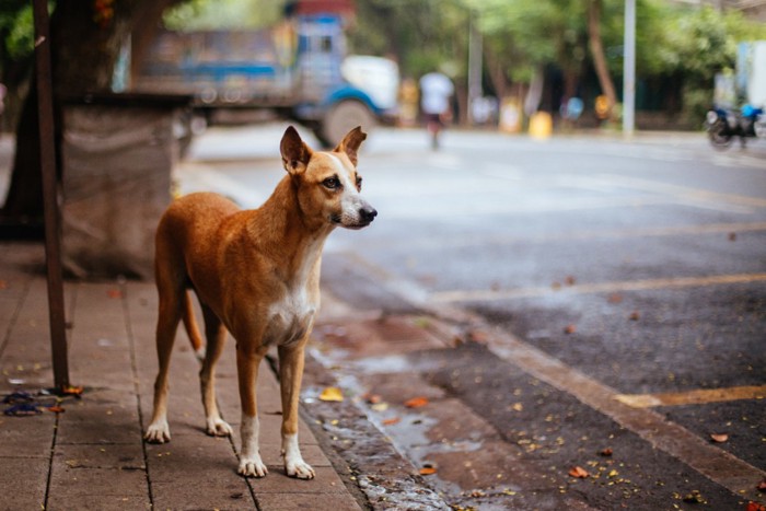 インドの街角の犬