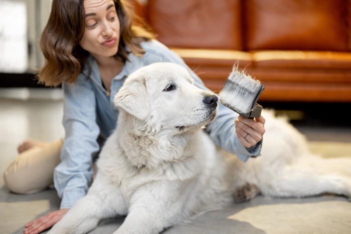 女性にブラッシングされる犬