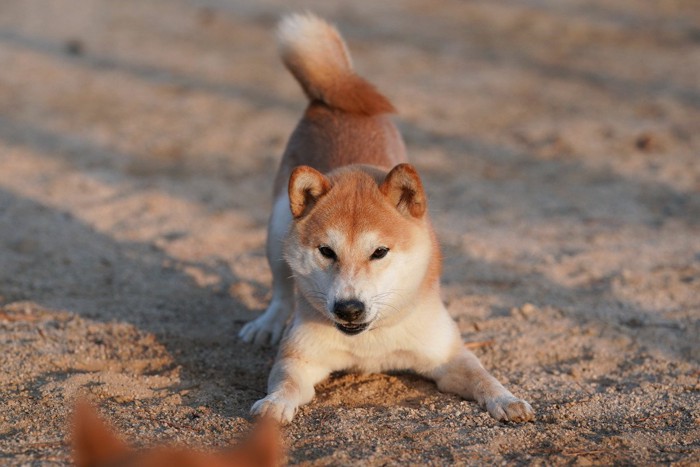 遊びに誘う柴犬