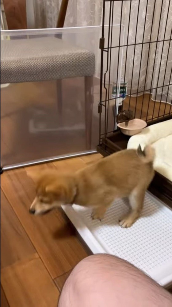 走り出す柴犬