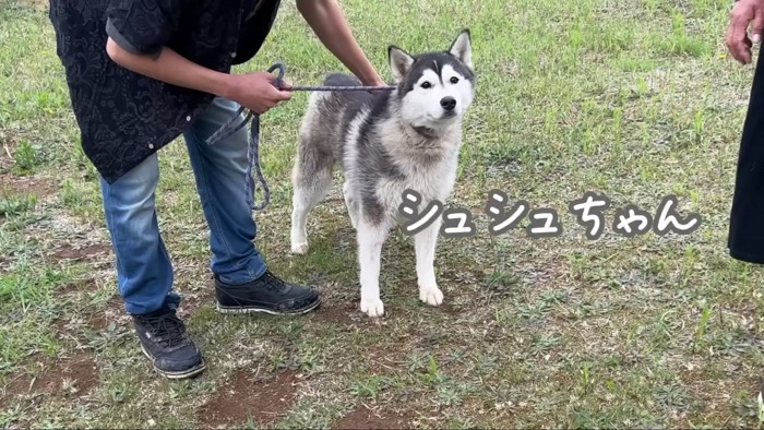 ブリーダーさん宅で過ごすシュシュちゃん