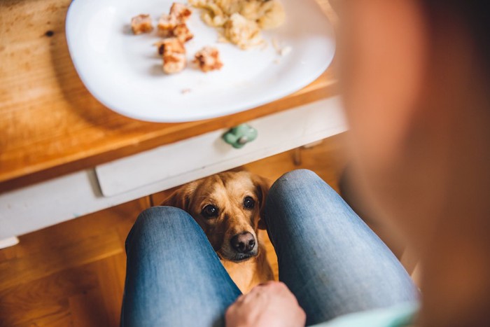 食事中の飼い主さんの足元でおこぼれをもらおうとする犬