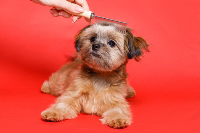 ブラッシングされた犬