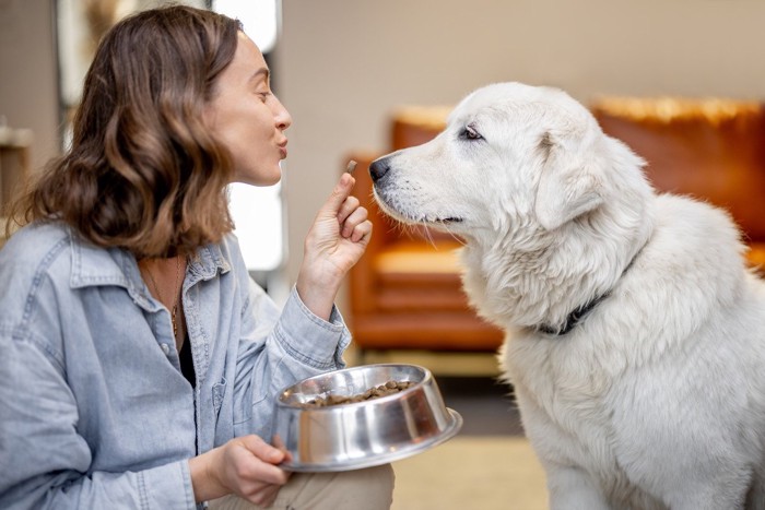 飼い主からえさを与えられる犬