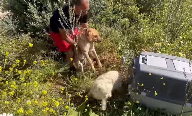 犬をクレートに運ぶ