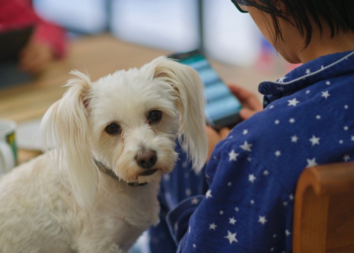 犬を無視する飼い主