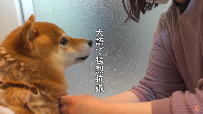 「アオアオアオ」犬語をしゃべる？ハチちゃん