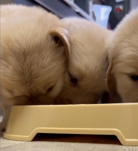 みんなでご飯を食べる子犬