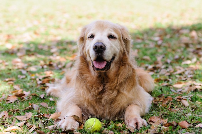 笑っているような表情の老犬