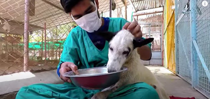 流動食を食べる犬