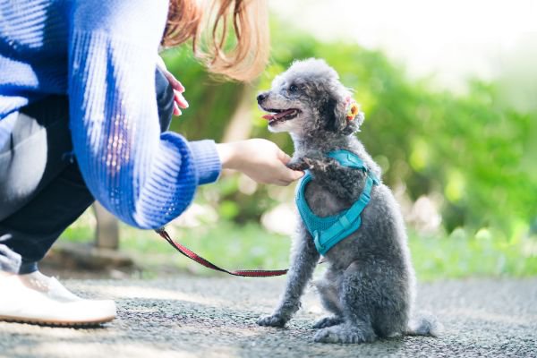 外でおてをする犬