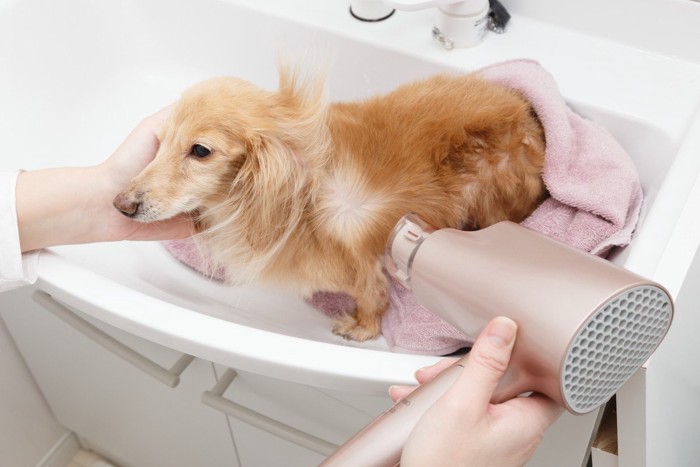 犬とドライヤー