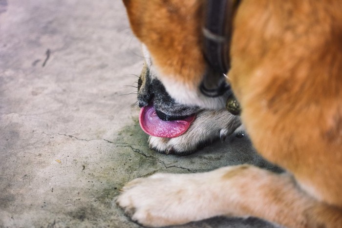 前足を舐める柴犬