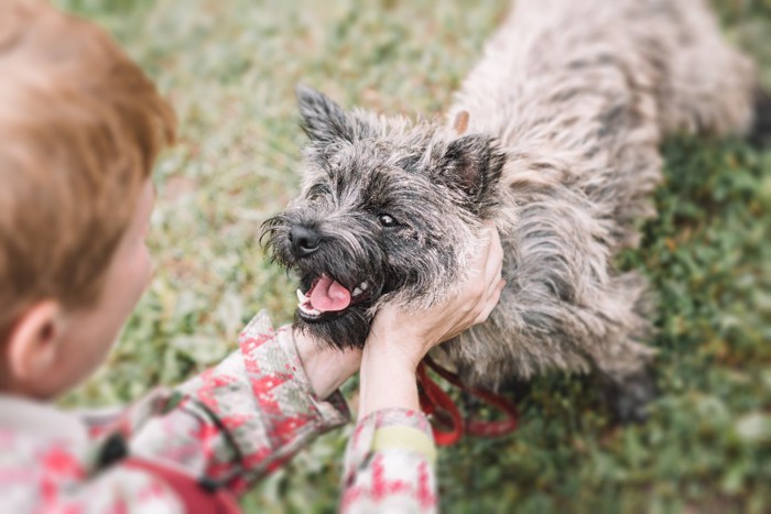 犬を撫でる男の子