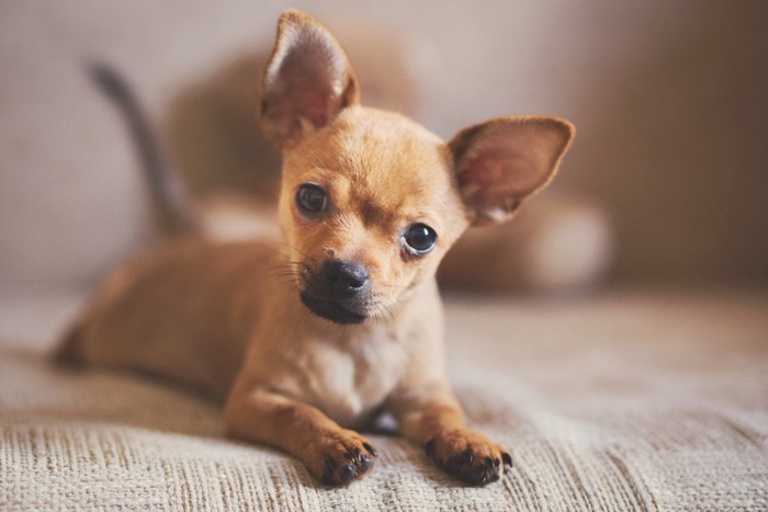 伏せて首をかしげる子犬