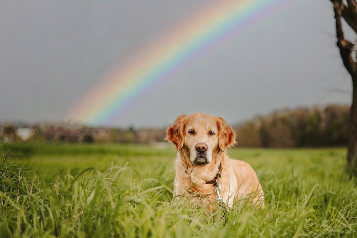 虹と老犬