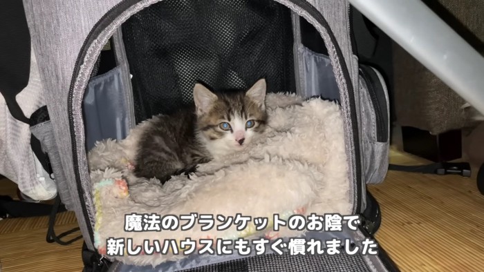 保護猫のりんちゃん