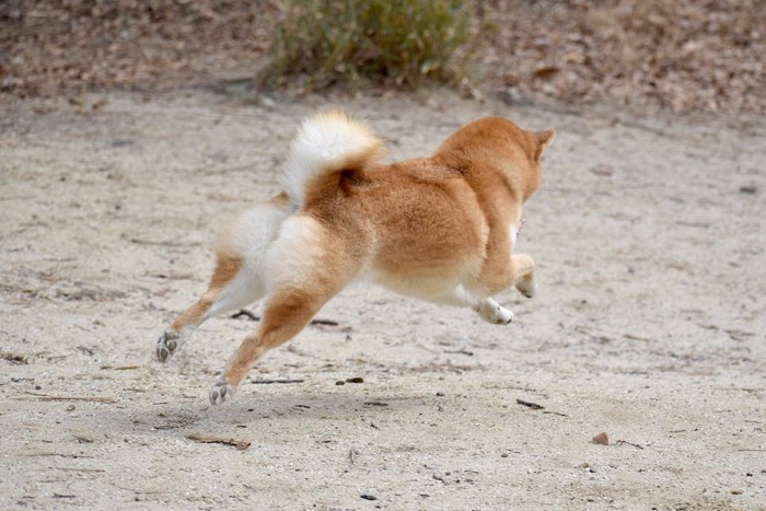 脱走する柴犬