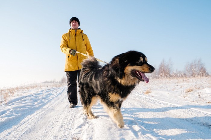 雪道を散歩する大型犬