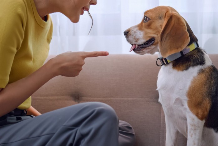 注意される子犬