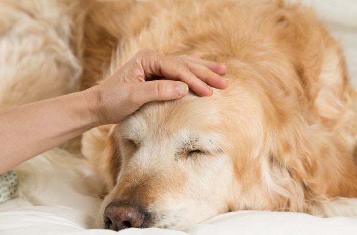 頭を撫でられて目を閉じる犬