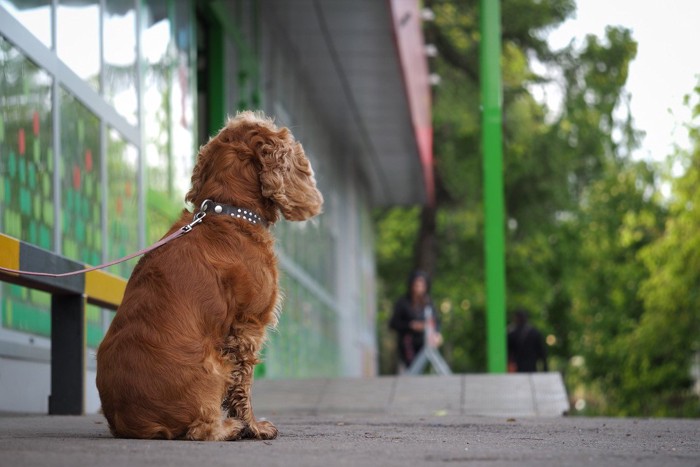 店の外でひとりで待つ犬