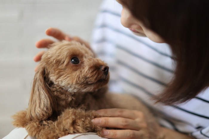 見つめ合う人と犬