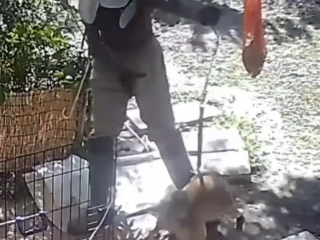 飼い主の足に噛みつく柴犬