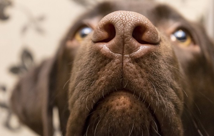 犬の鼻のアップ